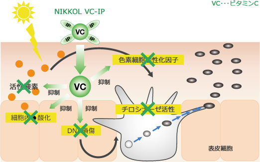 ビタミンC誘導体が働くしくみ