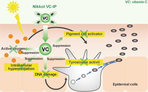 Mechanism of action of the vitamin C derivatives